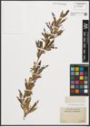 Foto von Salix purpurea L.